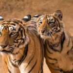 Ranthambore National Park weekend package
