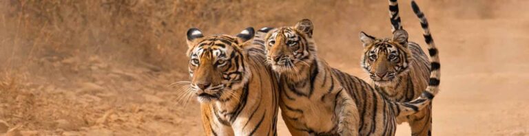 Ranthambore National Park weekend package