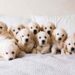new jersey golden retriever breeder