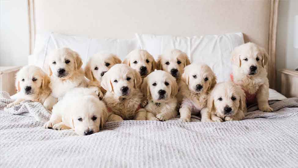 new jersey golden retriever breeder