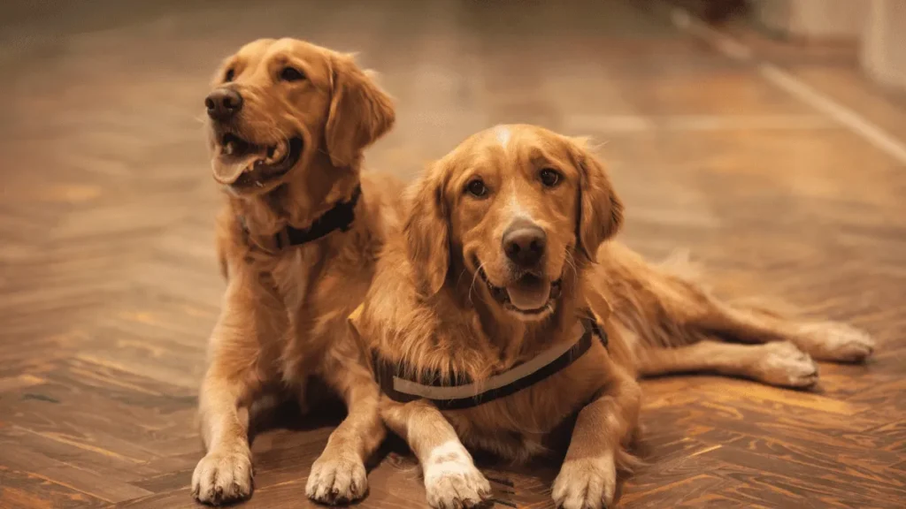Golden Retriever Breeders