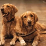 Golden Retriever Breeders