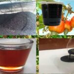 cashew nut shell oil manufacturing