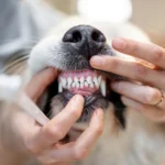 Best Pet Dental Care Practices for Healthy Teeth and Fresh Breath