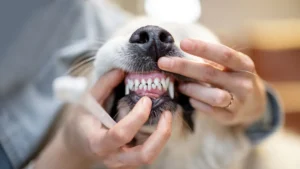 Best Pet Dental Care Practices for Healthy Teeth and Fresh Breath