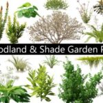glOjnG1m-Woodland-Shade-Garden-Pack-53-300x225
