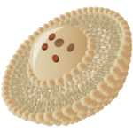 Liposomal Vitamin C for Enhanced Absorption capsules for immune and skin support