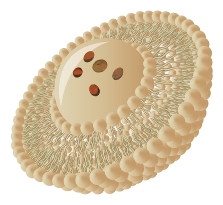 Liposomal Vitamin C for Enhanced Absorption capsules for immune and skin support