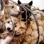 Dog meat trade