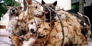 Dog meat trade