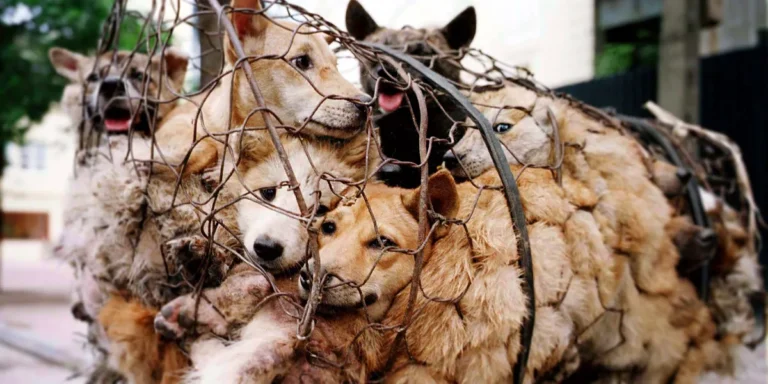 Dog meat trade