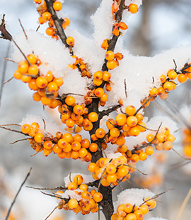 Sea Buckthorn Buy