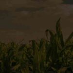 Agricultural Taxation Expert Santa Maria, Oxnard