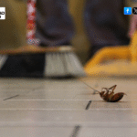 TechSquadTeam's Cockroach Control Services in Bhubaneswar