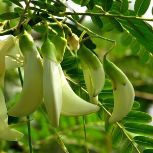 Sesbania Grandiflora Powder