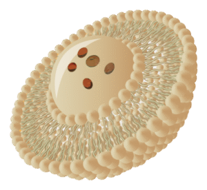 Liposomal Supplements B2b