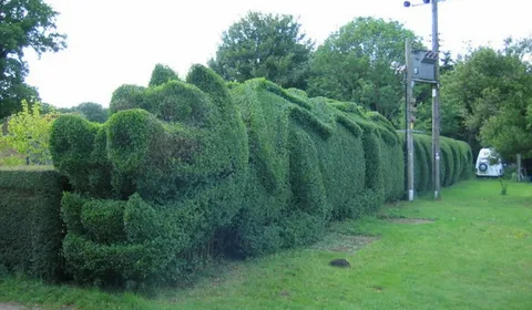 Seasonal Hedge Trimming Tips for Coatesville Homeowners