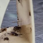 WhatsApp-Image-2024-06-20-at-19.22.13-654x467