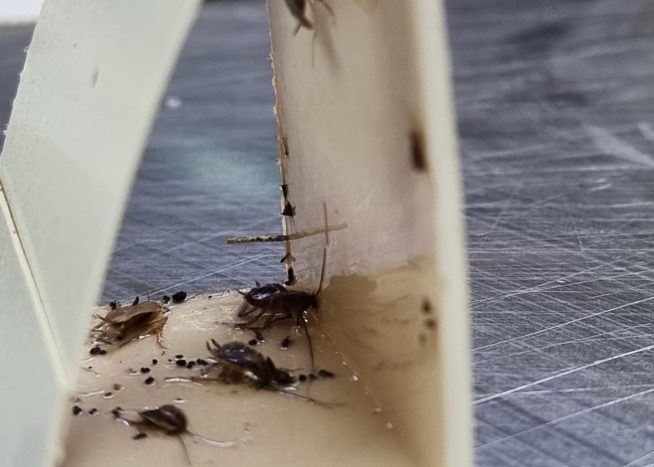 WhatsApp-Image-2024-06-20-at-19.22.13-654x467