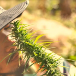 Del Plata Seeds Argentina