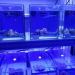 saltwater aquarium fish store near me