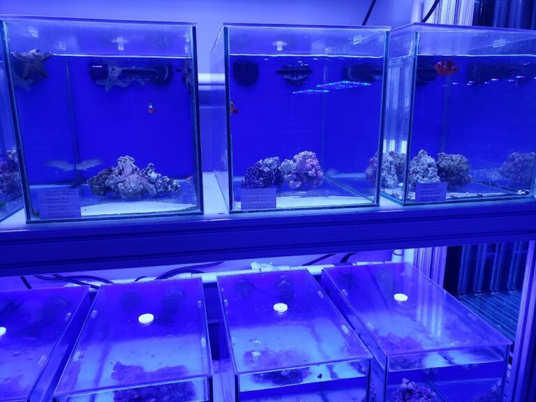 saltwater aquarium fish store near me