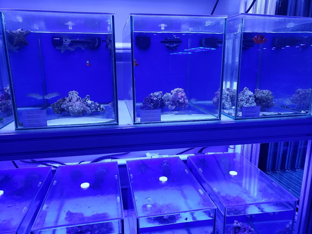 saltwater aquarium fish store near me