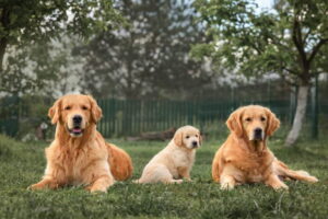 golden retriever breeders near me