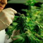 Why Marijuana Moisture Control Is Essential?