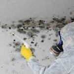 mould removal services in penrith