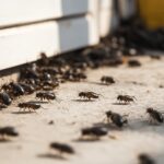 How Dirty Corners Invite Dangerous Pests in Burlington, Washington