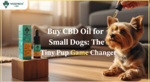Buy CBD Oil for Small Dogs