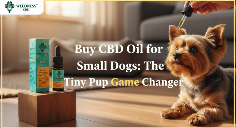 Buy CBD Oil for Small Dogs
