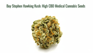 Screenshot 2026-03-24 132617