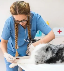 Veterinary Clinic in Dubai