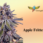 Vitamin-C Orange Flavor Beans (7)