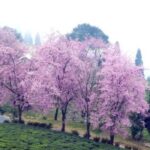 cherry blossoms in india