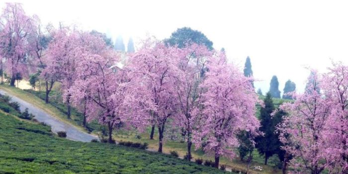 cherry blossoms in india