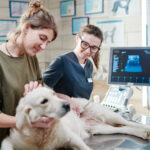 Pet Laser Therapy