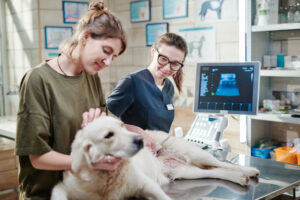 Pet Laser Therapy