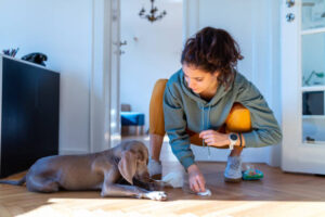 pet urine removal in Fairfax