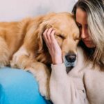 Comfort Golden Retrievers