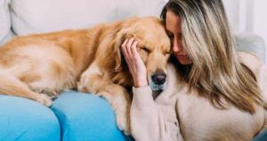 Comfort Golden Retrievers