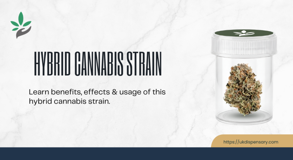 Hybrid cannabis strain