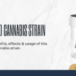 Hybrid cannabis strain