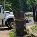 Tree Removal Service