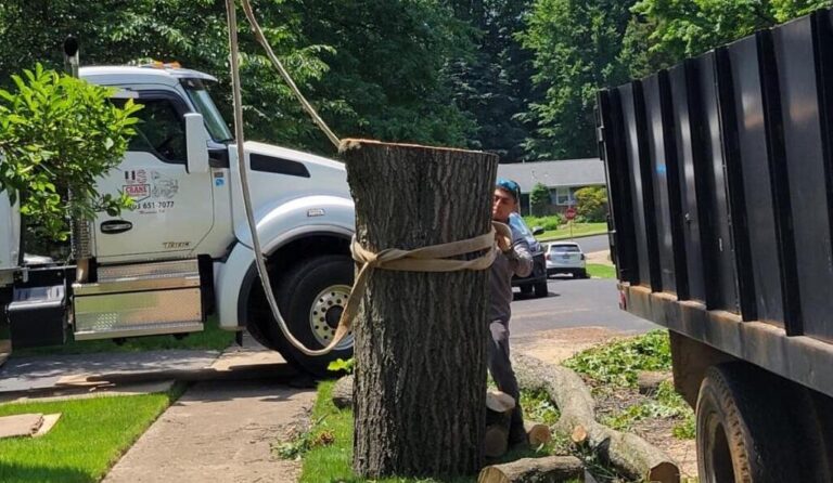 Tree Removal Service