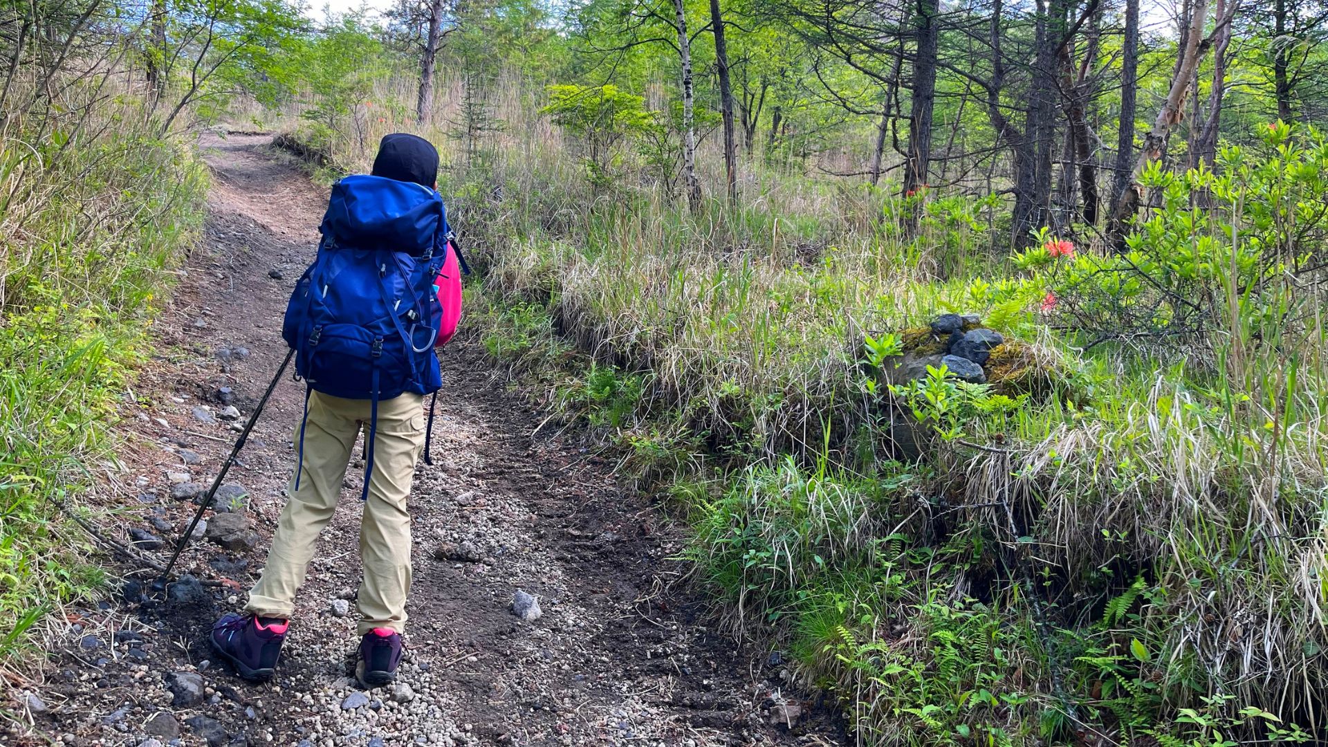 Backpacker hiking uphill with trekking poles on forest trail path