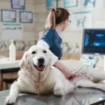 Pet ultrasound