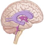 Blood-Brain Barrier Crossing Therapeutics